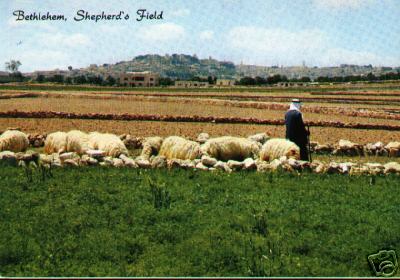 Bethlehem Sheep