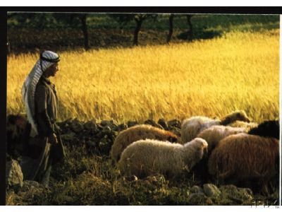 Bethlehem Shepherd with Sheep