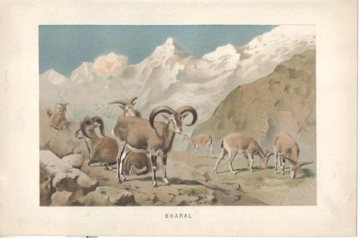 Bharal Sheep Himaiayan