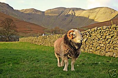 Bherdwick Tup Wasdale Pillar Cumbria Sheep