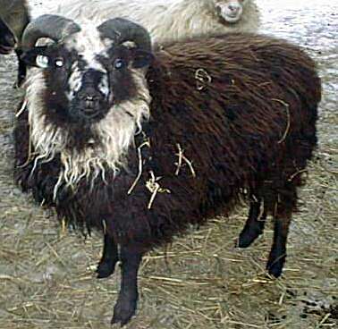 Bielset Shetland Ram