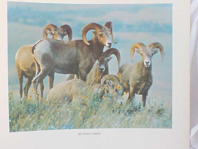 Big Horn Ram Flock