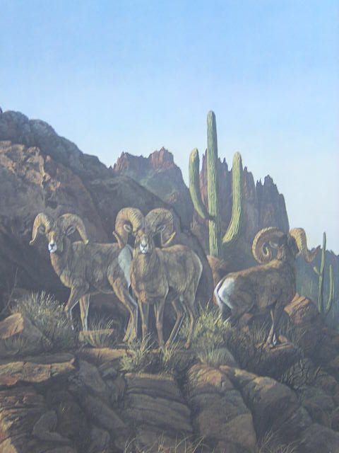 Big Horn Rams in Desert