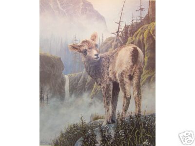 Bighorn Sheep Lamb