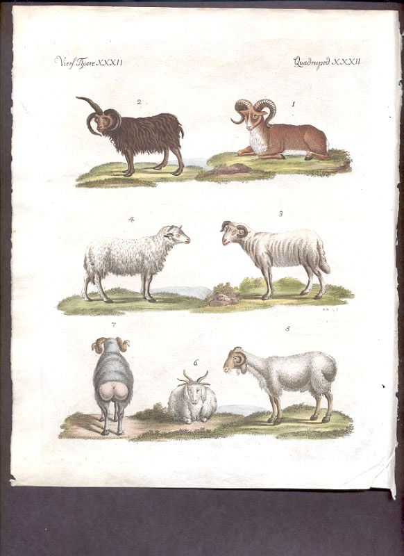 Bilderbuch 2 26 Old Hand Colored Sheep Classification