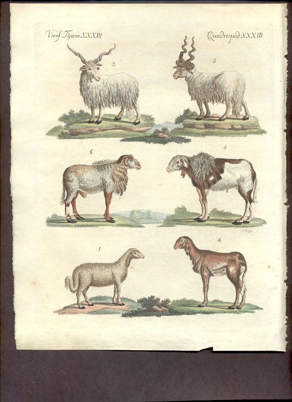 Bilderbuch 2 27 Hand Colored Sheep and Goats