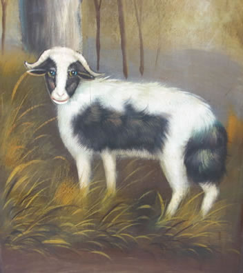 Black and White Sheep with Blue Eyes