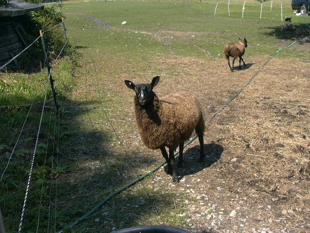 Black Border Leicester Ewe Ginger