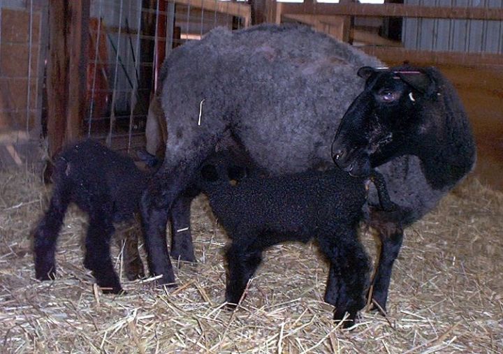 Black Border Leicester Ewe with Twin Ewe Lambs