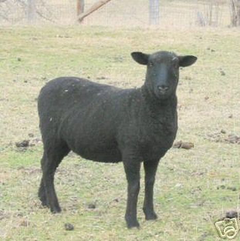 Black Coopworth Ewe