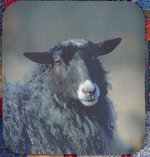 Black Ewe Portrait