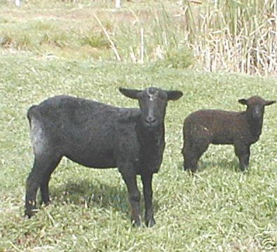 Black Ewe with Lamb