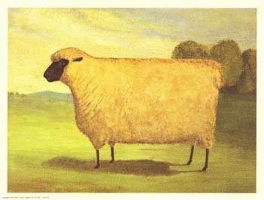 Black Faced Sheep