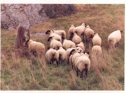 Black Faced Sheep1