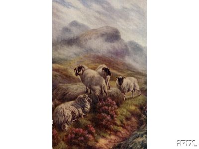 Black Faced Sheep Among the Heather