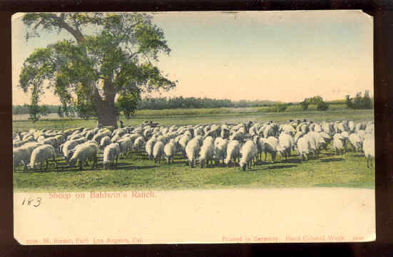 Black Faced Sheep Eating in Ca