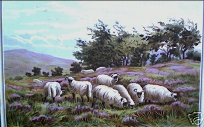 Black Faced Sheep in the Highlands