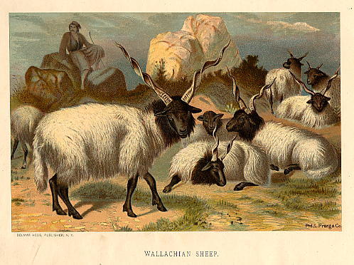 Black Head and Neck Sheep