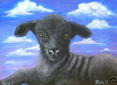 Black Lamb Sheep