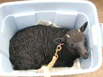 Black Welsh in a Bucket