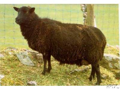 Black Welsh Mountain Sheep Postcard
