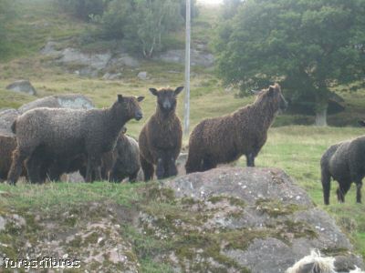 Black Wensleydale Flock Uk