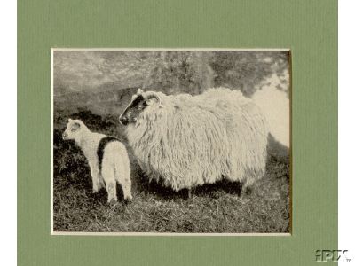 Blackface Ewe with Lamb