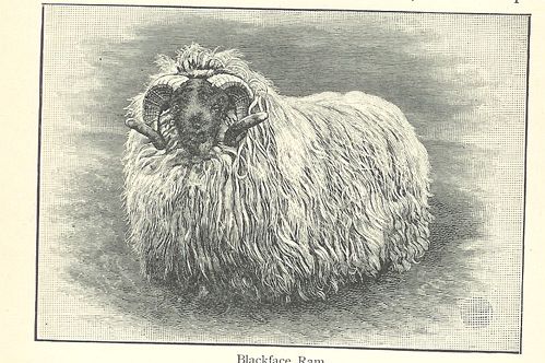 Blackfaced Ram