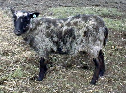 Blaget Shetland Ewe