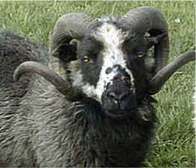 Bleset Shetland Ram
