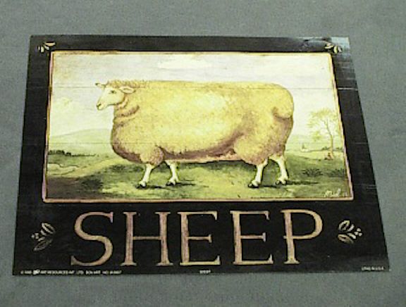Board Sheep