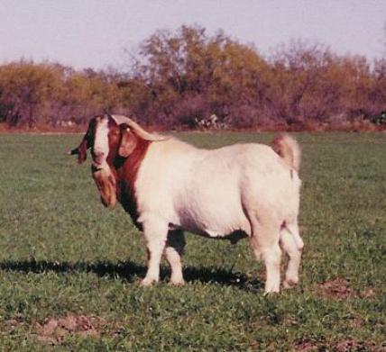 Boer Billy Goat Fat Bastard
