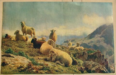 Bonheur Sheep