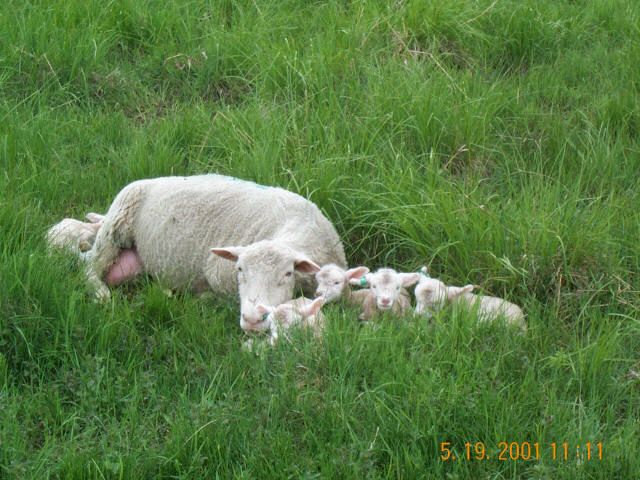 Booroola Dorset Ewe with Quints