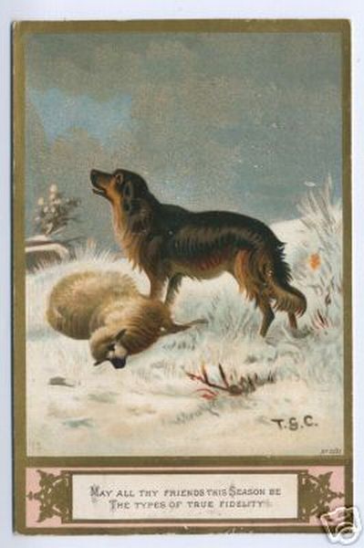 Border Collie Dog Saves Sheep Victorian Greetings Card