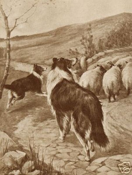 dog pictures to print. Collie Dog and Sheep Print