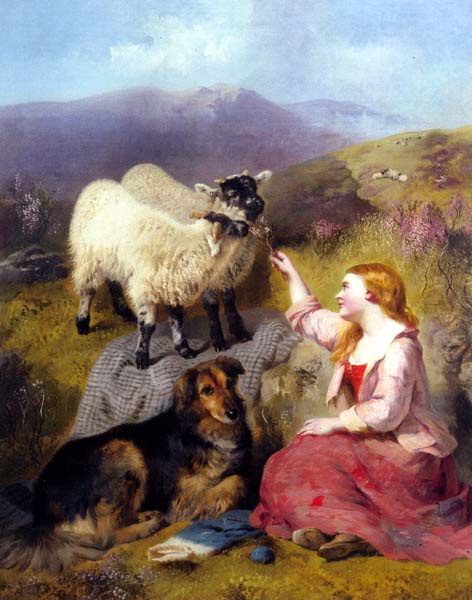 Border Collie Shepherdess and Sheep