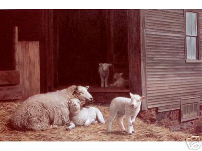 Border Leicester Ewe with Twins