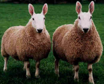 Border Liechester Sheep