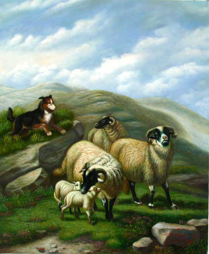 Border Sheep in Spring
