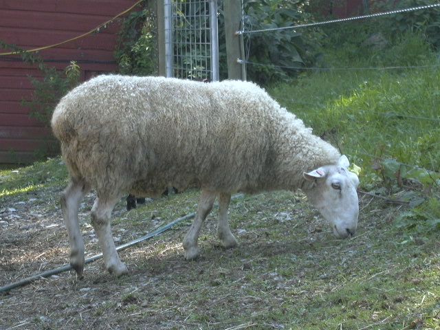 Borderleicester Ewe