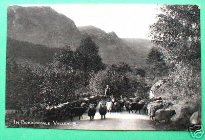 Borrowdale Cumberland Borrowdale Valley Sheep