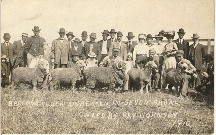 Breeding Flock of Merinos