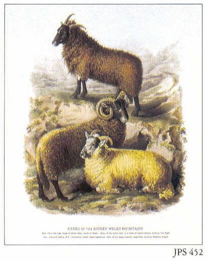 Breeds of Welsh Mountain