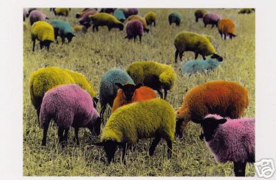 Brightly Colored Sheep