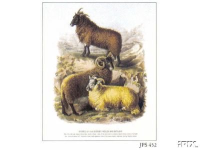 British Prize Sheep3