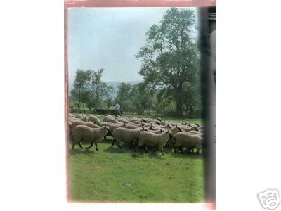 British Sheep