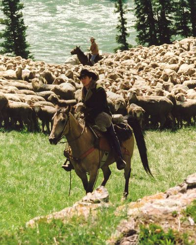 Brokeback Mountain Photo 9 Heath Jake Rounding Sheep