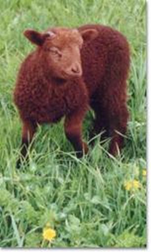 Brown Ram Lamb