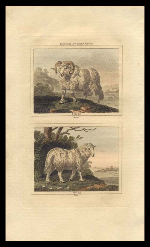 Buffon Ram and Ewe